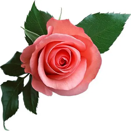 Roses Rt Skioni Iii Nea Skioni